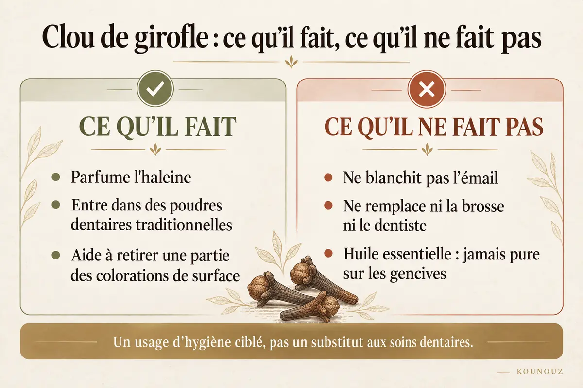Clou de girofle pour les dents : usages traditionnels et limites.